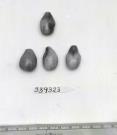 Click for 1 image(s) for this accession. FRUIT